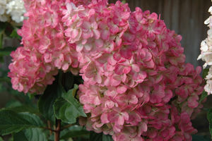 Obraz Hydrangea